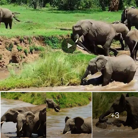 The Heroic Alliance: Courageous Elephant Duo Rescues Drowning Calf